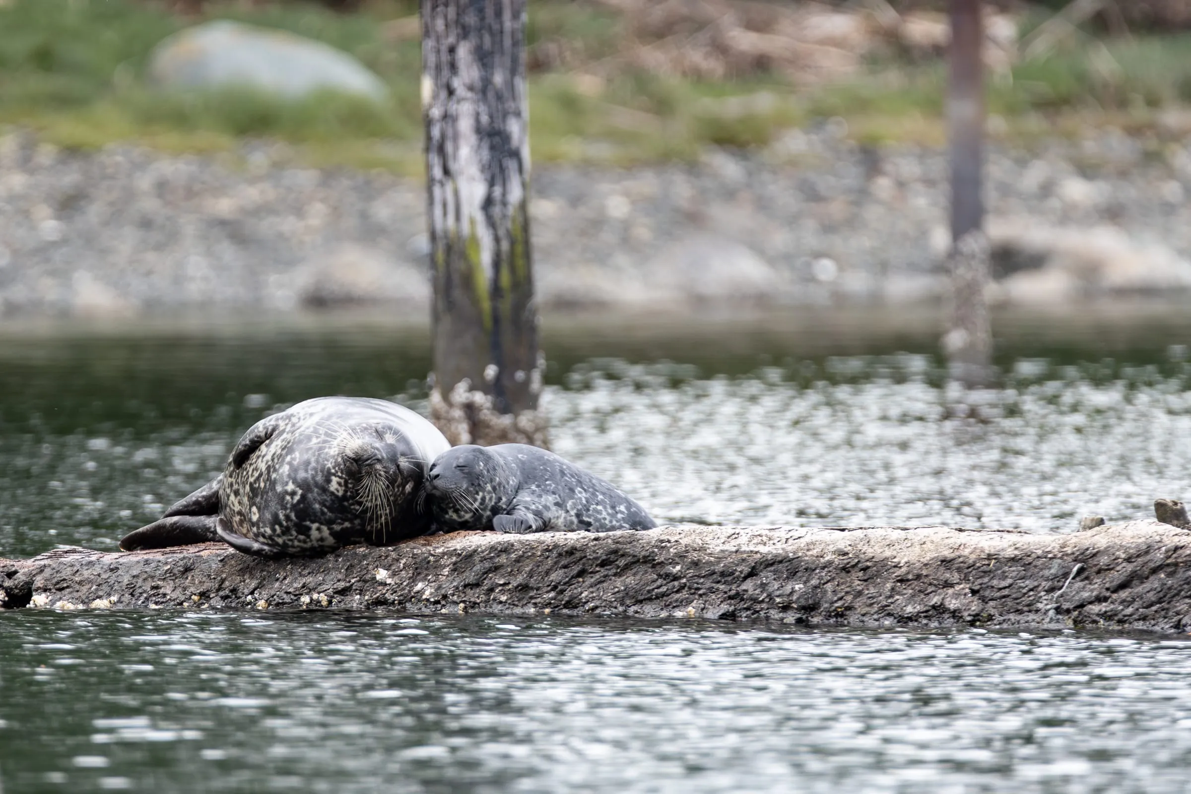 Two harbour seals resting on a floating log by a piling.