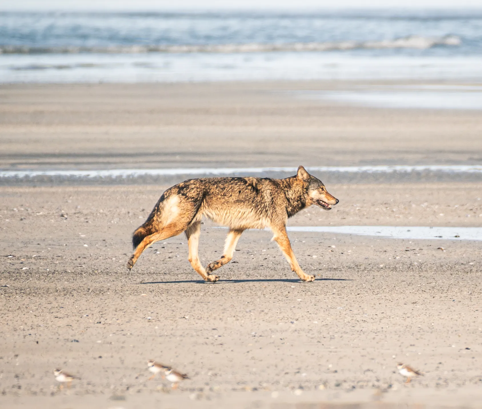 A coastal wolf walking across wet sand at low tide, sandpipers in front of it.