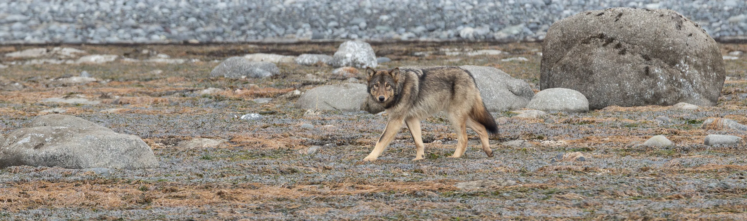 A coastal wolf trotting across a stony beach between boulders.