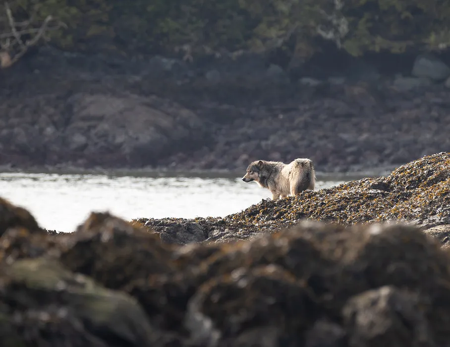 A wolf standing on seaweed-covered rocks at the water's edge.